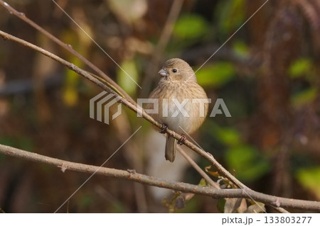 越冬地にやって来たベニマシコの雌 133803277