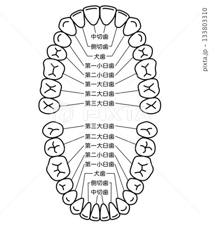 歯の名称　歯列 133803310