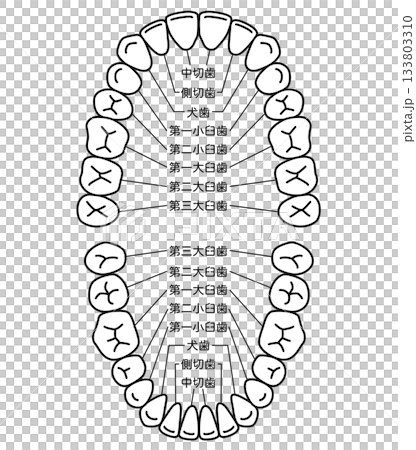 歯の名称　歯列 133803310