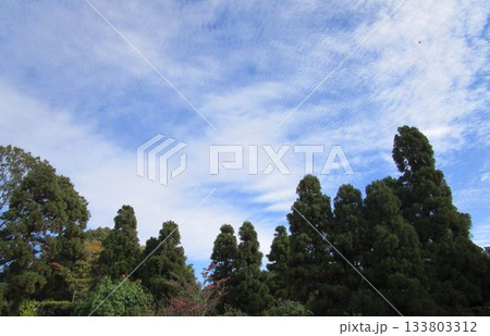 秋の空と木立 秋の空と木立 133803312