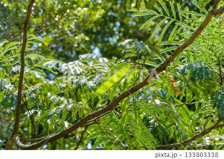 夏の日差しに輝くネムノキの枝葉と豆莢 夏の日差しに輝くネムノキの枝葉と豆莢 133803338