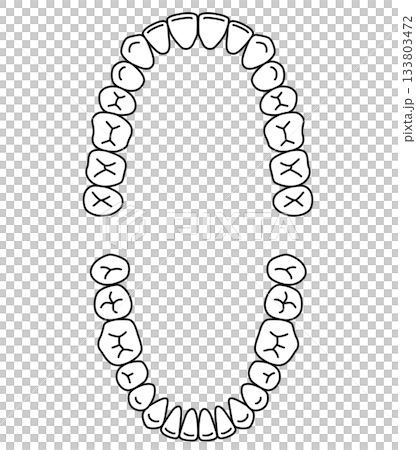 Name of teeth: Dentition Name of teeth: Dentition 133803472