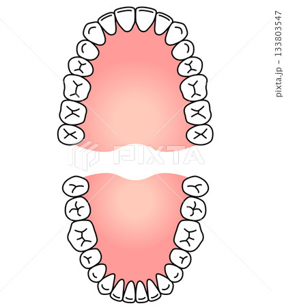 歯の名称　歯列 133803547