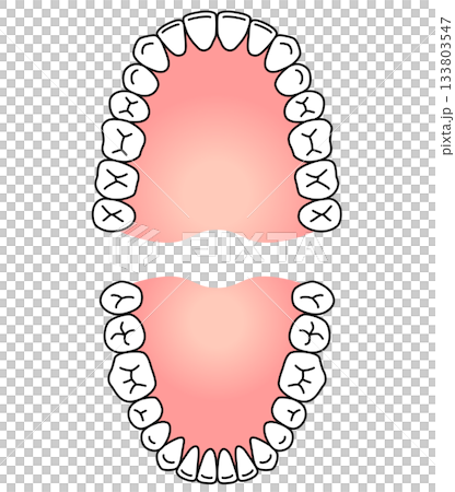 歯の名称　歯列 133803547