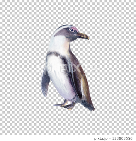 Female African spectacled penguin at sunset as a symbol of the preservation of endangered bird species that has fallen victim to environmental,anthropogenic factors.Hand drawn watercolor illustration 133803556
