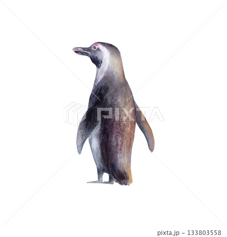 African Penguin at sunset - Symbol of Coastal Wildlife and Conservation.Spheniscus Demersus black-footed penguin fighting for survival in Benguela Current Ecosystem.Hand drawn watercolor illustration African Penguin at sunset - Symbol of Coastal Wildlife and Conservation.Spheniscus Demersus black-footed penguin fighting for survival in Benguela Current Ecosystem.Hand drawn watercolor illustration 133803558