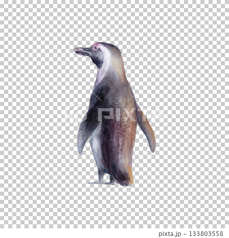 African Penguin at sunset - Symbol of Coastal Wildlife and Conservation.Spheniscus Demersus black-footed penguin fighting for survival in Benguela Current Ecosystem.Hand drawn watercolor illustration African Penguin at sunset - Symbol of Coastal Wildlife and Conservation.Spheniscus Demersus black-footed penguin fighting for survival in Benguela Current Ecosystem.Hand drawn watercolor illustration 133803558