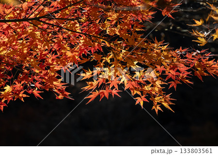 静岡・寸又峡の鮮やかな紅葉 133803561