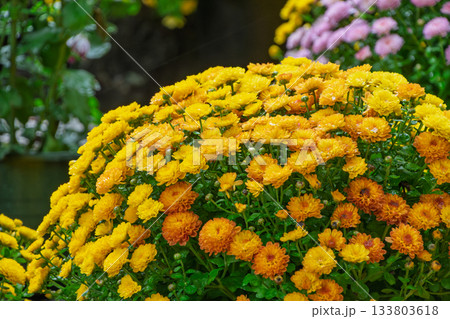 黄金色の菊が丸く咲き広がる秋の花風景 黄金色の菊が丸く咲き広がる秋の花風景 133803618