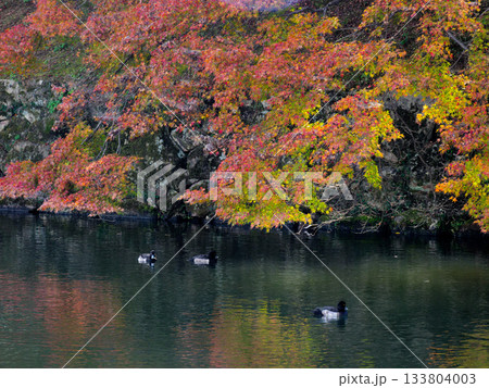 彦根城 内堀の紅葉 彦根城 内堀の紅葉 133804003