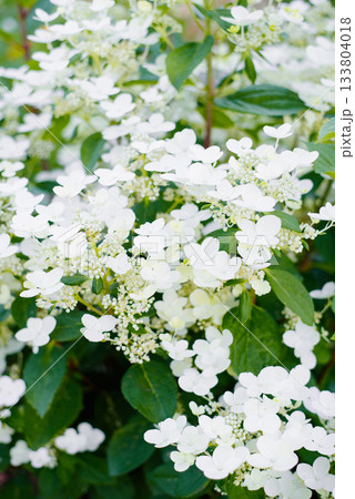 Panicle hydrangea Wim's Red early white bloom 133804018
