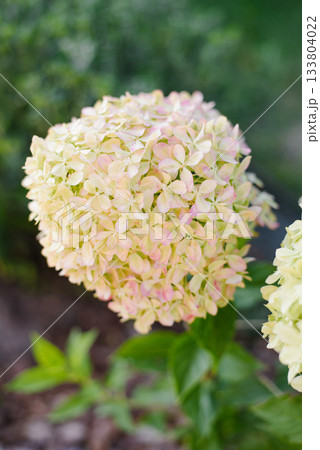 White Hydrangea Pixio Shows First Pink Shades 133804022