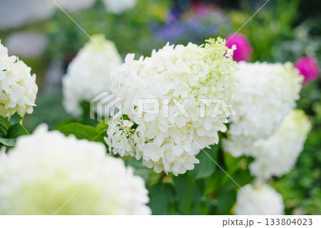 Macro View Of White Petals On Polar Bear Hydrangea Macro View Of White Petals On Polar Bear Hydrangea 133804023