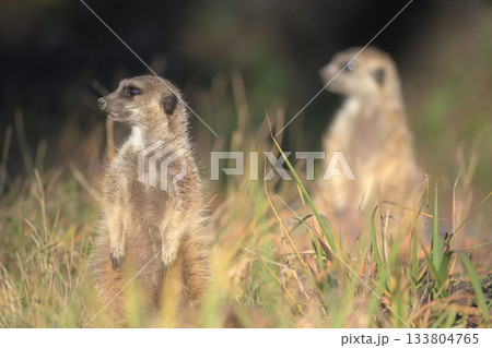 カラスを目で追うミーアキャット カラスを目で追うミーアキャット 133804765
