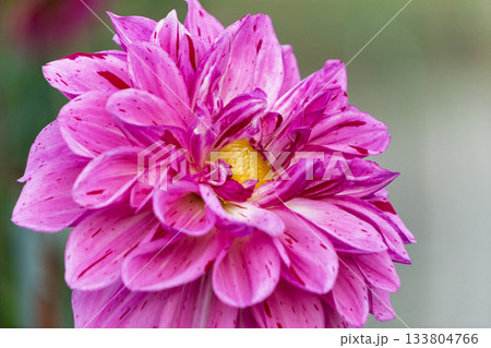 ピンクの斑点が美しいダリアの接写 133804766
