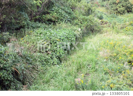 秋の野山の風景・淡路島 秋の野山の風景・淡路島 133805101