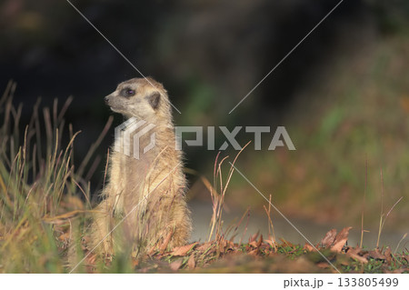 西に傾く太陽の光を浴びるミーアキャット 133805499