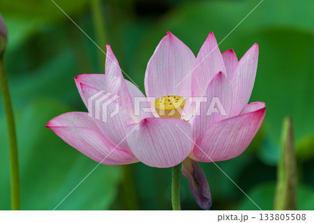 静寂に咲く薄紅色のハスの花 静寂に咲く薄紅色のハスの花 133805508