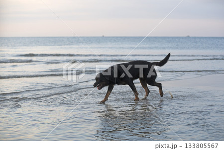 rottweiler and beach 133805567