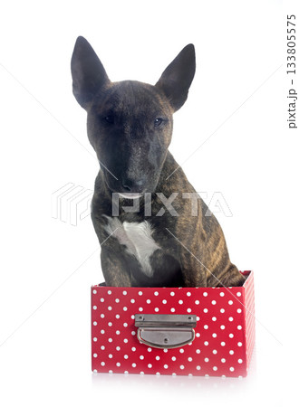 miniature bull terrier in studio 133805575