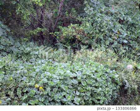 生い茂る葛の葉・淡路島の風景 133806866
