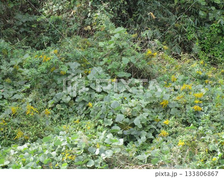 生い茂る葛の葉・淡路島の風景 133806867