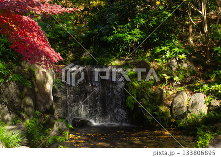 小石川後楽園　白糸の滝 133806895