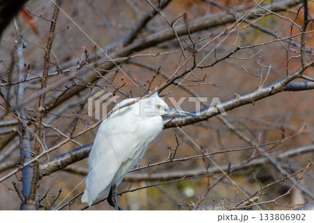 枝に佇む白鷺の静かな冬景色 枝に佇む白鷺の静かな冬景色 133806902
