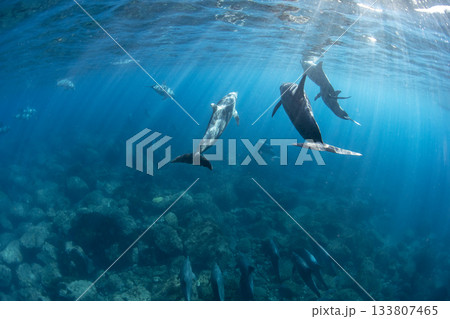 優雅に泳ぐ野生のバンドウイルカ達 133807465