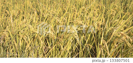 たんぼ 田んぼ 田圃 133807501