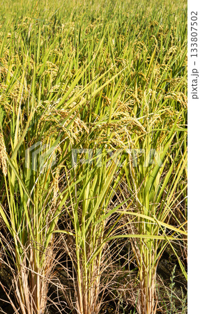 たんぼ 田んぼ 田圃 133807502