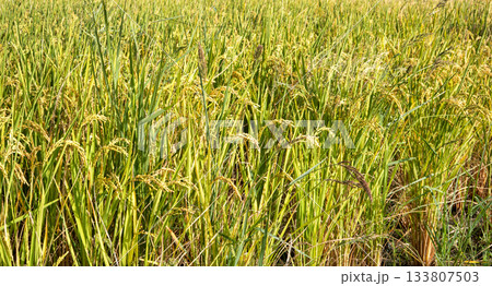 たんぼ 田んぼ 田圃 133807503