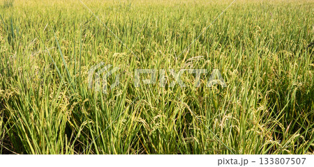 たんぼ 田んぼ 田圃 133807507