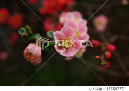 春を告げるきれいなボケの花1 春を告げるきれいなボケの花1 133807774