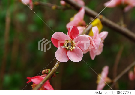 春を告げるきれいなボケの花2 133807775