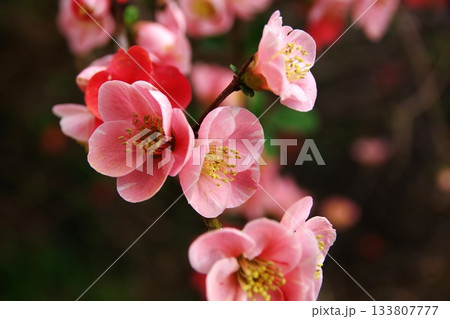 春を告げるきれいなボケの花4 春を告げるきれいなボケの花4 133807777