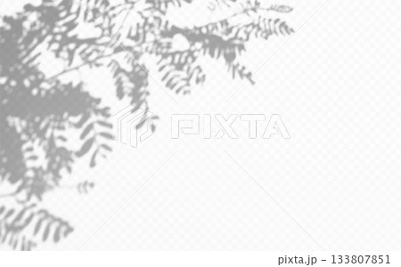 Diagonal Shadow overlay Acacia tree brunch on transparent background 133807851