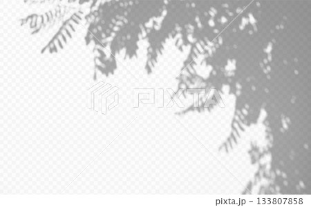 Acacia Shadow overlay foliage branch on transparent background Acacia Shadow overlay foliage branch on transparent background 133807858