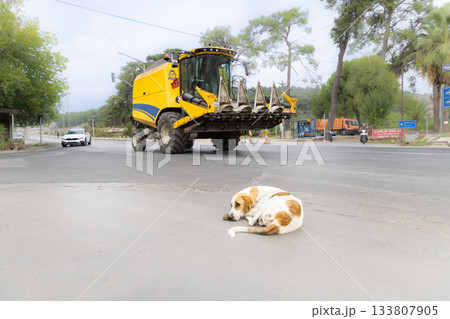 トルコセレチュクの寝そべる犬と農業機械 133807905