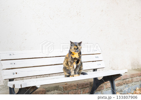 トルコセレチュクのベンチに座る猫 133807906