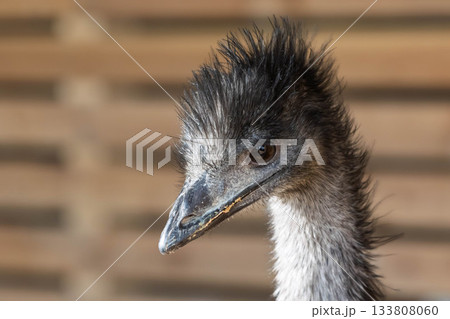 エミューの顔 133808060