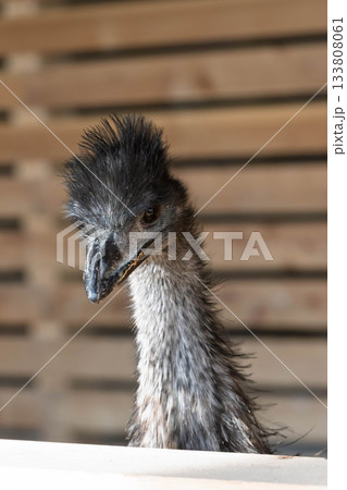 エミューの顔 133808061