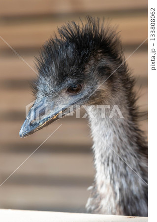 エミューの顔 133808062