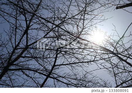 白く光り輝く太陽と青空と冬枯れの木の枝を見上げた風景 白く光り輝く太陽と青空と冬枯れの木の枝を見上げた風景 133808091