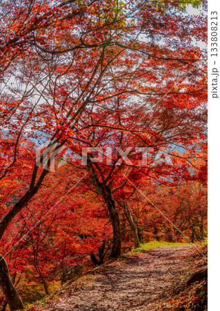 紅葉のトンネルと山道 133808213