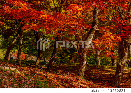 森に差し込む秋の彩り 133808214