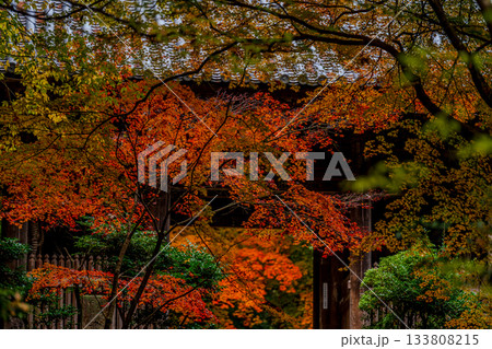 紅葉に包まれた古門と秋の彩り 133808215