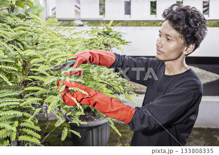Indonesian southeast asian gardener man wearing red gloves pruning a plant in the backyard. Gardening work Indonesian southeast asian gardener man wearing red gloves pruning a plant in the backyard. Gardening work 133808335
