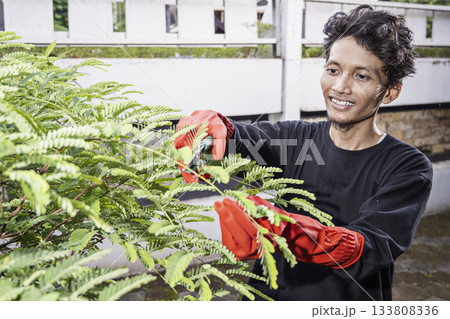 Indonesian southeast asian gardener man wearing red gloves pruning a plant in the backyard. Gardening work Indonesian southeast asian gardener man wearing red gloves pruning a plant in the backyard. Gardening work 133808336