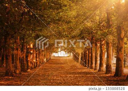 Autumn tree-lined pathway is being shown in flat design with fallen leaves, sunlit canopy and gate 133808528